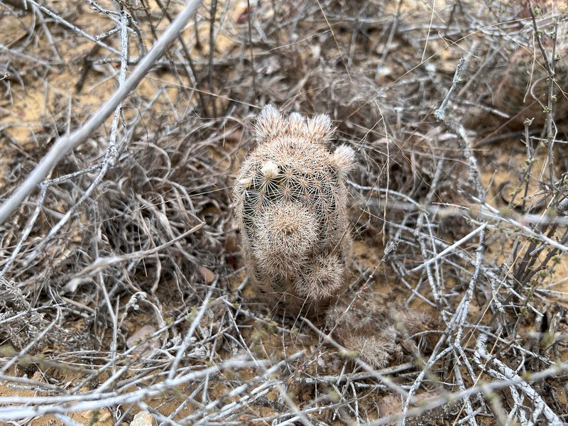 Echinocereus reichenbachii subsp. fitchii photo 7