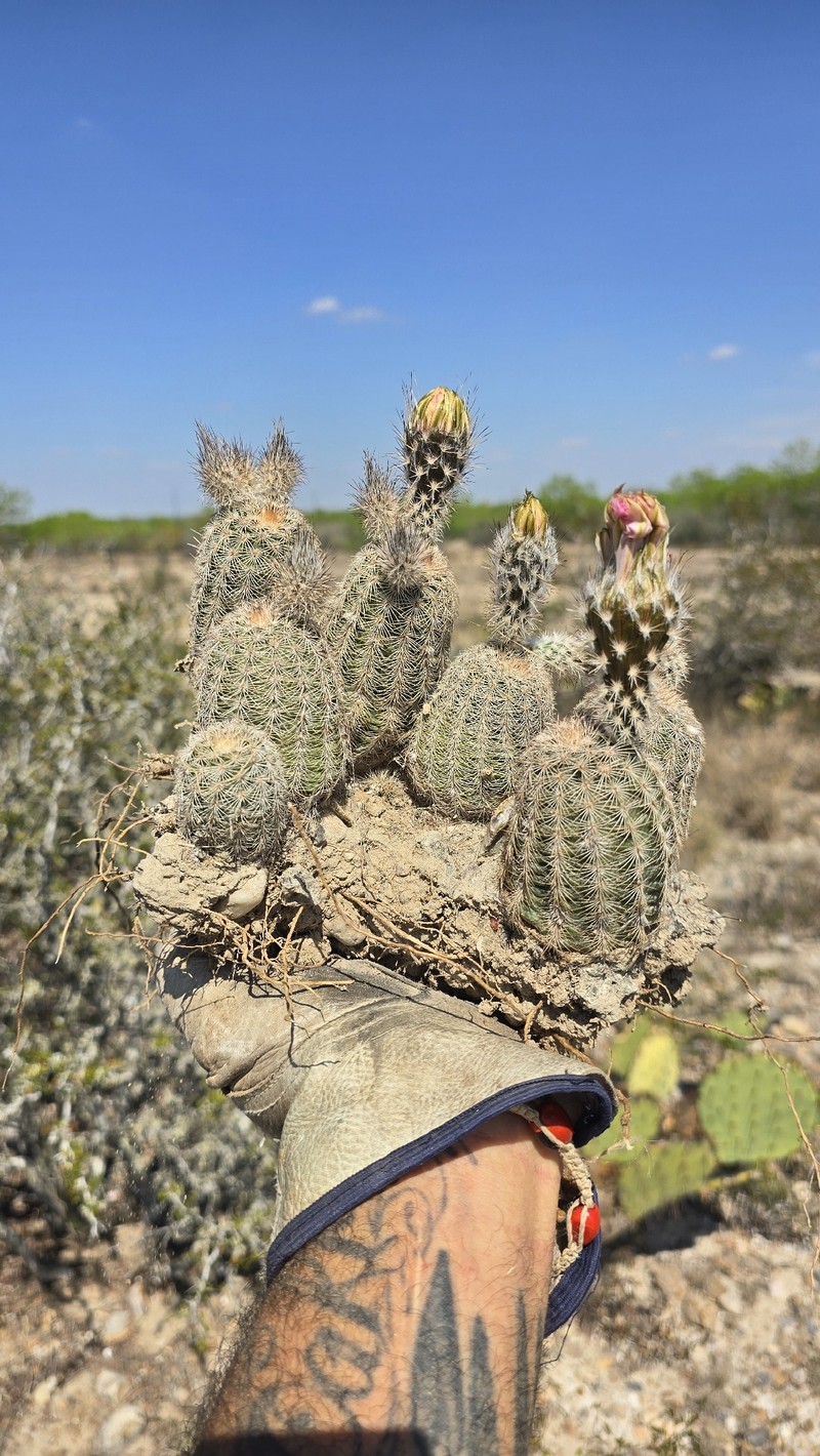 Echinocereus reichenbachii subsp. fitchii photo 8