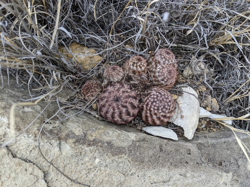 Echinocereus reichenbachii subsp. perbellus