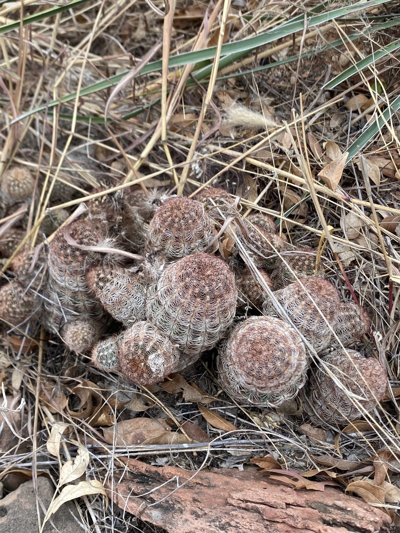 Echinocereus reichenbachii subsp. perbellus photo 2