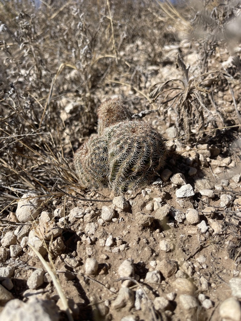 Echinocereus reichenbachii subsp. perbellus photo 3