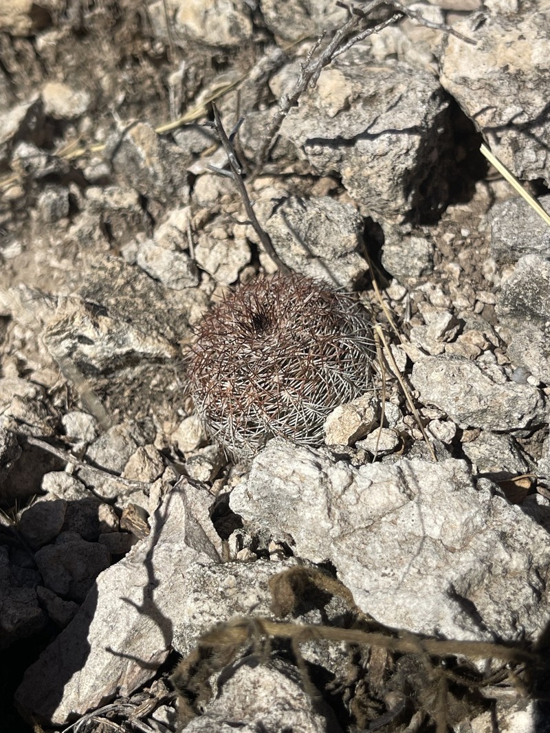 Echinocereus reichenbachii subsp. perbellus photo 4