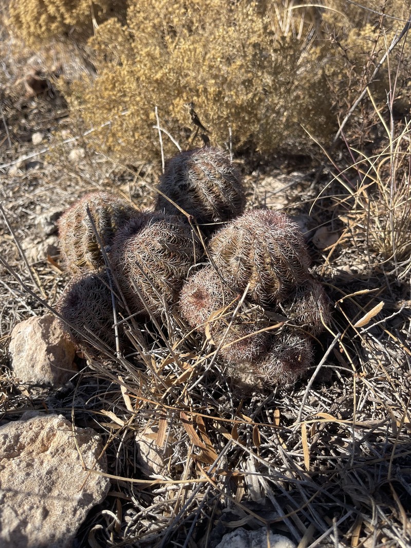 Echinocereus reichenbachii subsp. perbellus photo 5