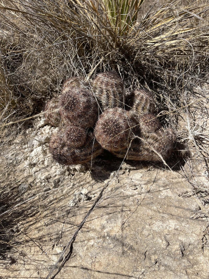 Echinocereus reichenbachii subsp. perbellus photo 6