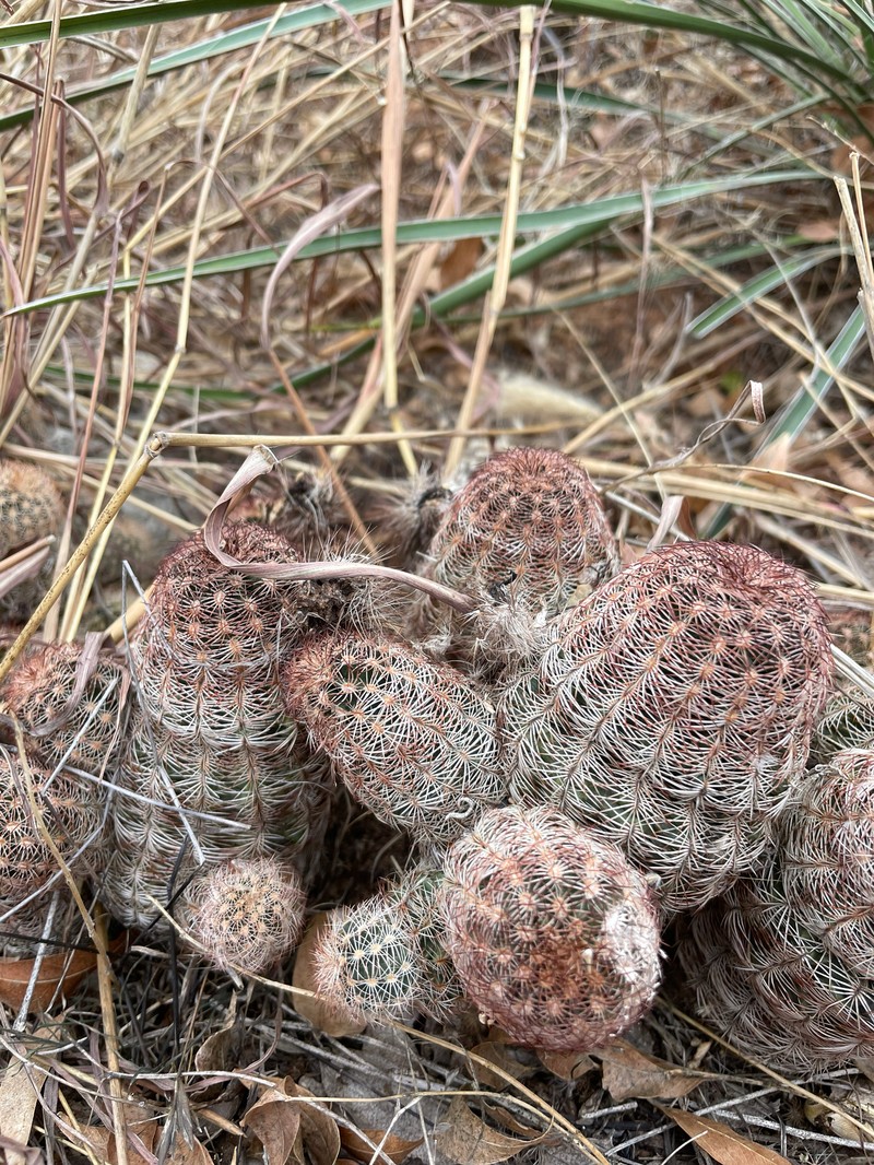 Echinocereus reichenbachii subsp. perbellus photo 7