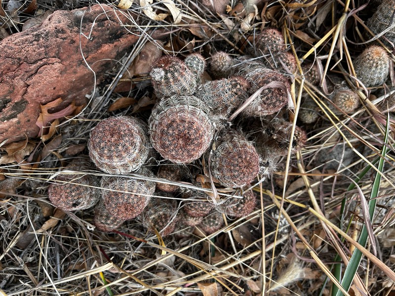Echinocereus reichenbachii subsp. perbellus photo 8