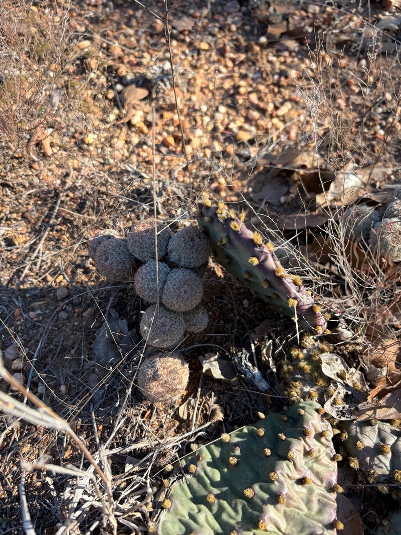 Echinocereus reichenbachii subsp. reichenbachii