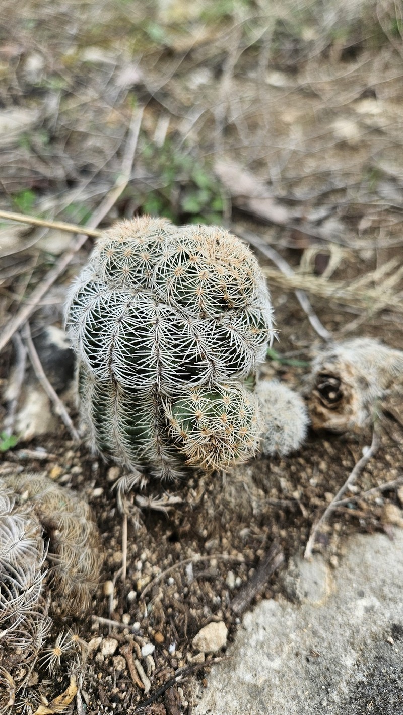Echinocereus reichenbachii subsp. reichenbachii photo 2