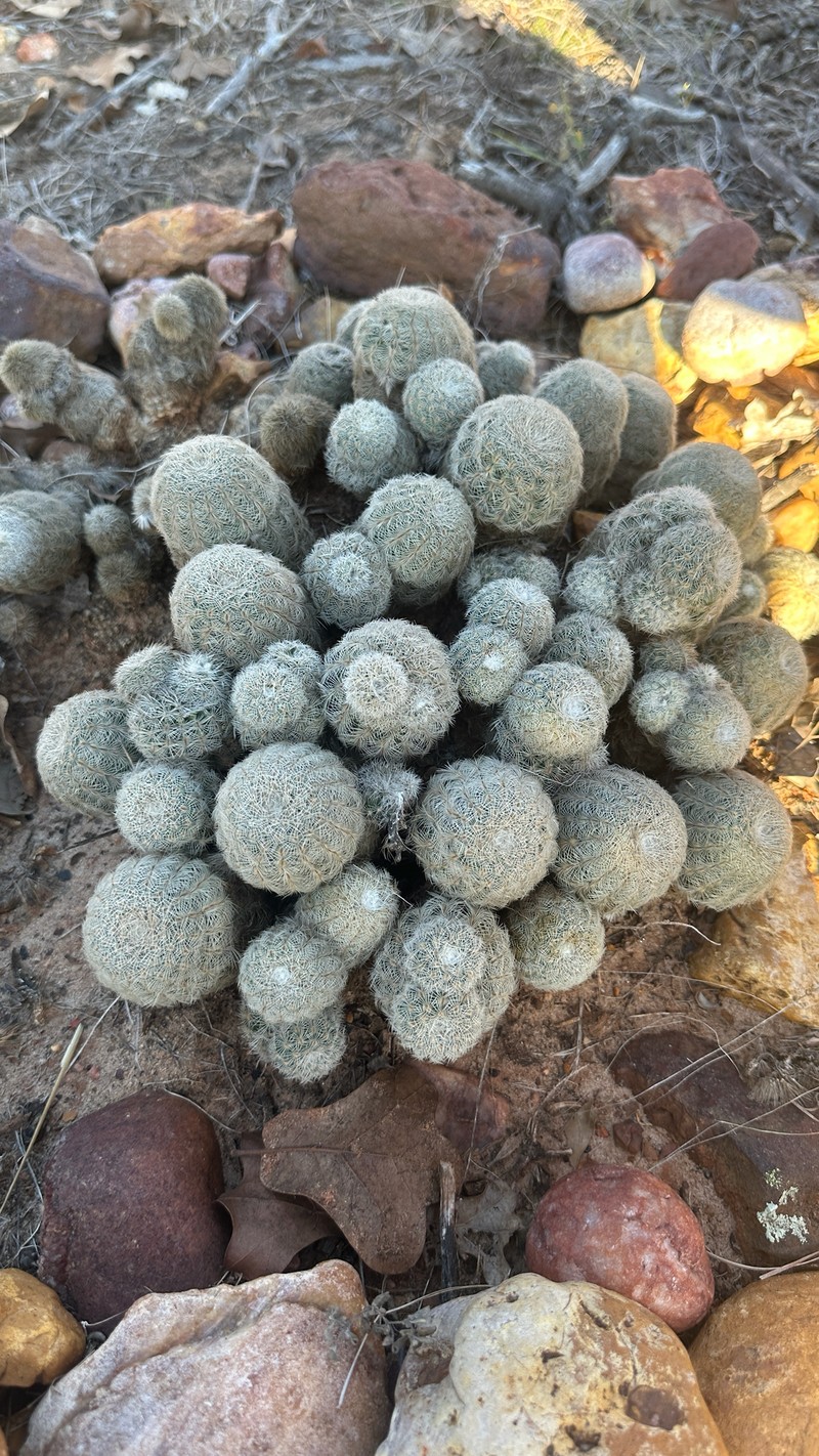 Echinocereus reichenbachii subsp. reichenbachii photo 3