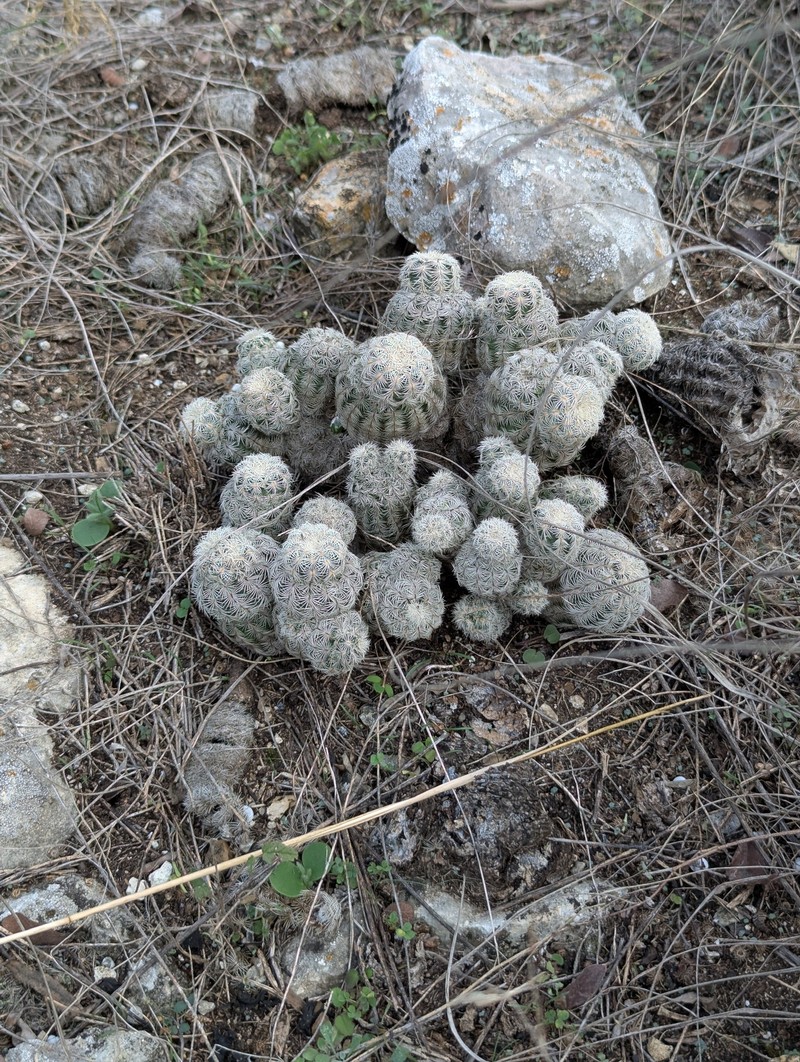 Echinocereus reichenbachii subsp. reichenbachii photo 7