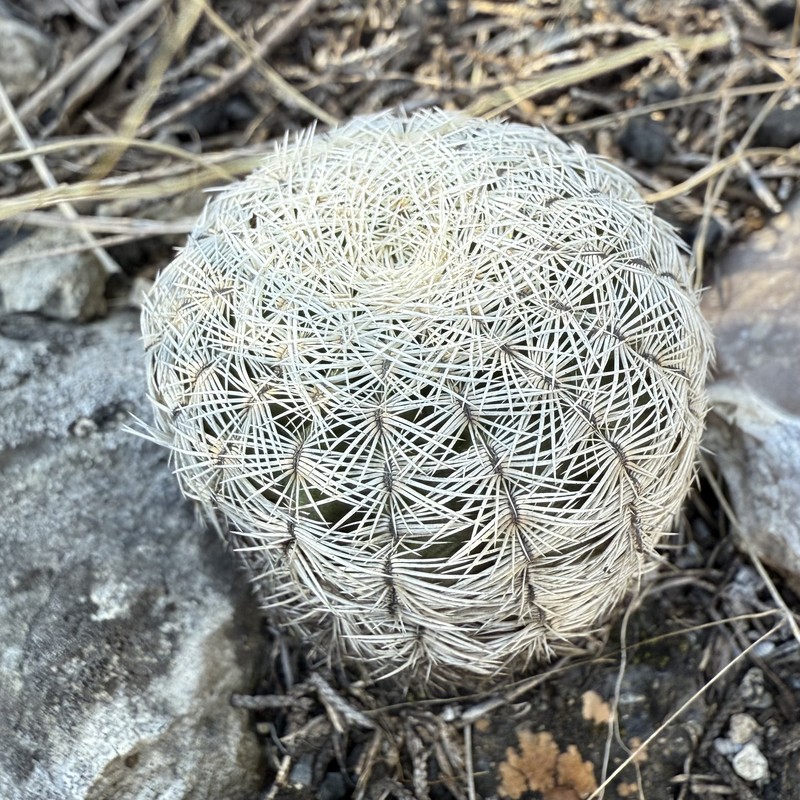 Echinocereus reichenbachii subsp. reichenbachii photo 8