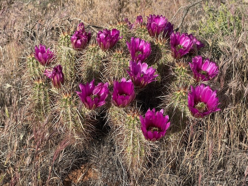 Echinocereus relictus