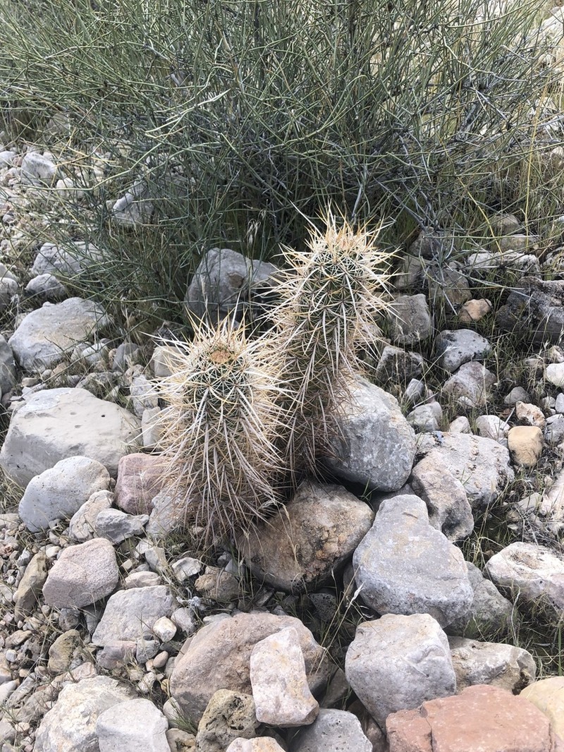 Echinocereus relictus photo 2
