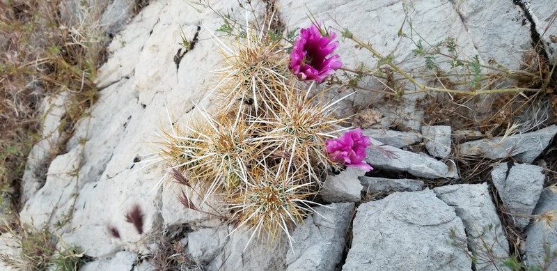 Echinocereus relictus photo 3