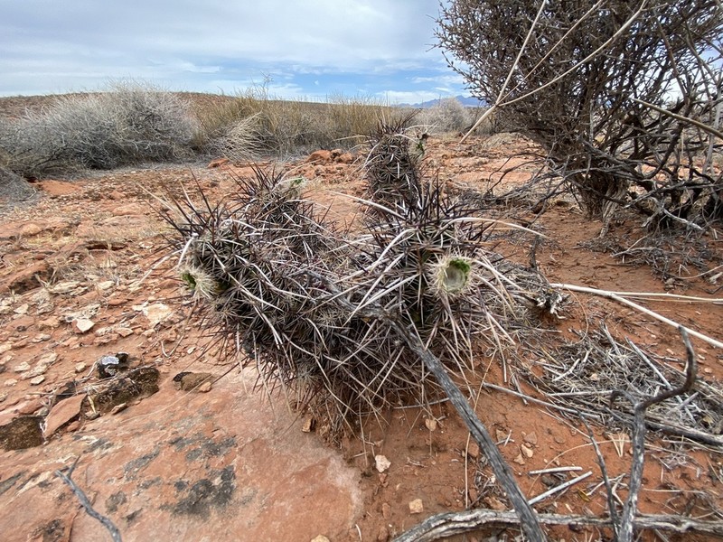 Echinocereus relictus photo 4