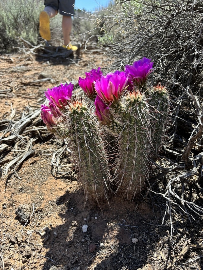 Echinocereus relictus photo 5