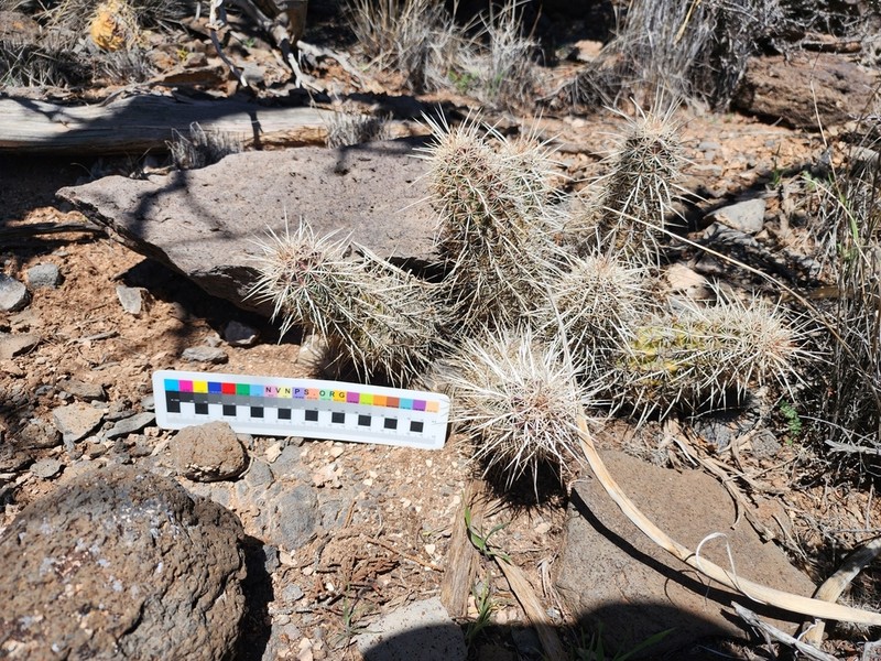 Echinocereus relictus photo 6