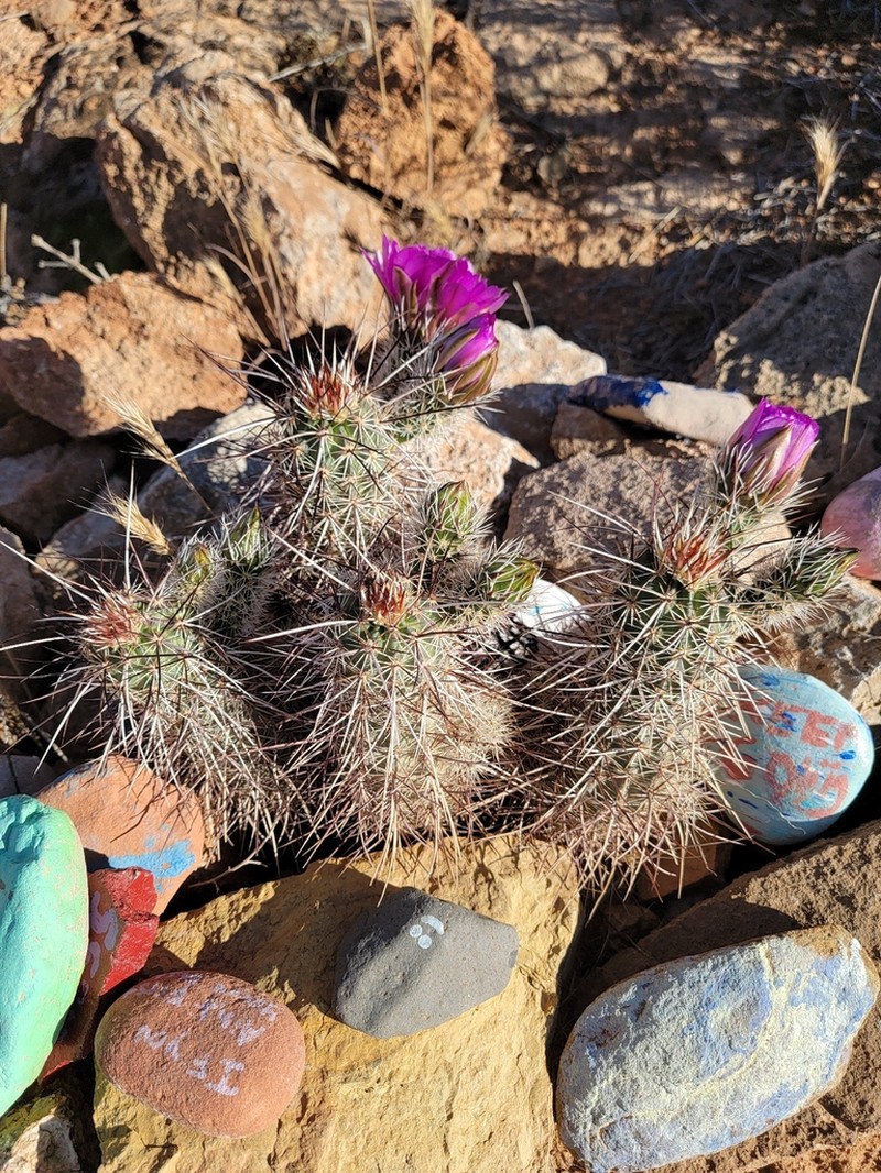 Echinocereus relictus photo 7