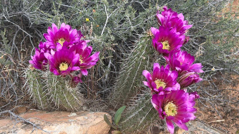 Echinocereus relictus photo 8