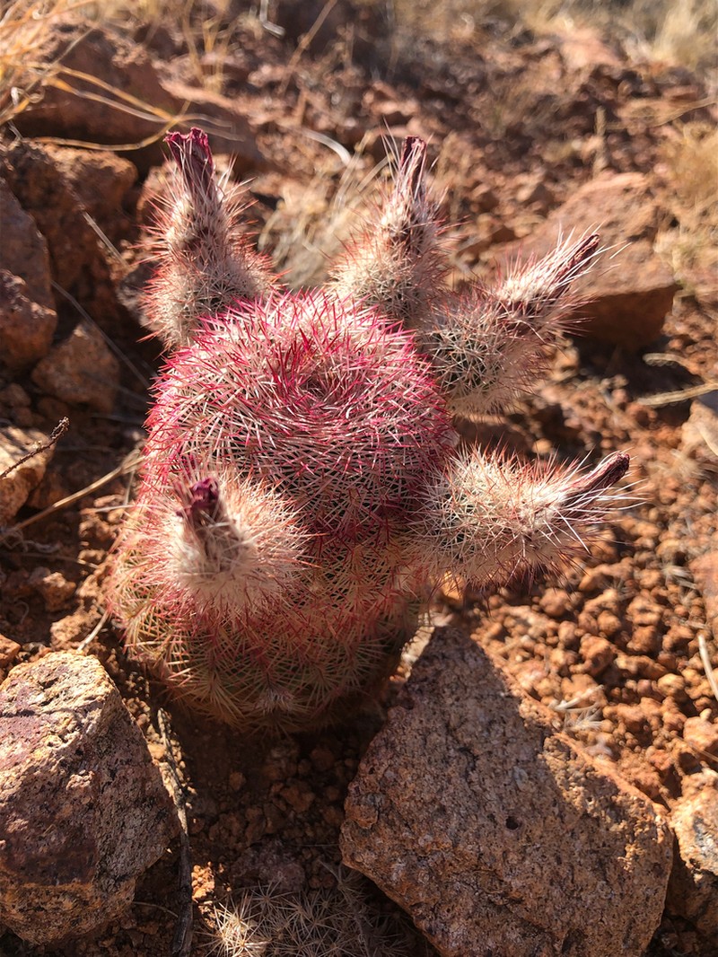 Rainbow Hedgehog Cactus