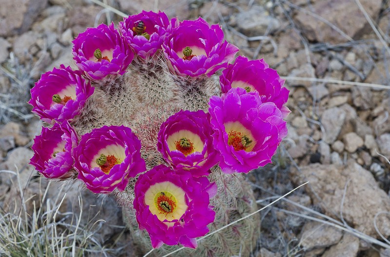 Rainbow Hedgehog Cactus photo 2