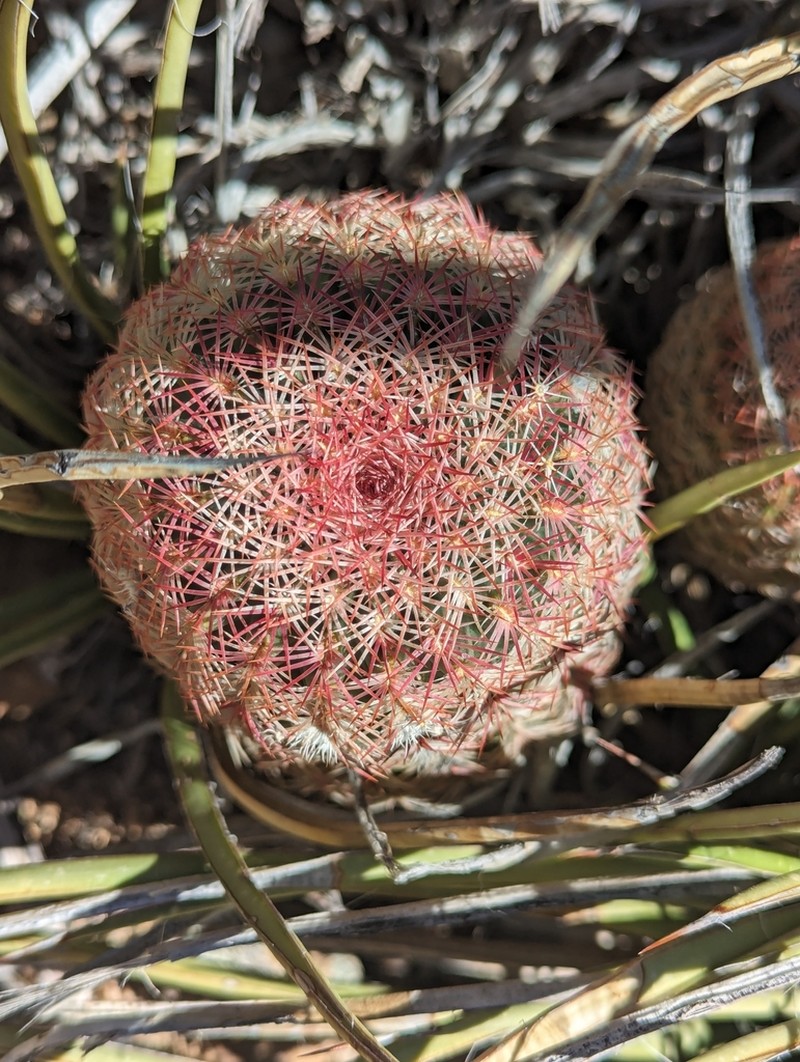 Rainbow Hedgehog Cactus photo 4