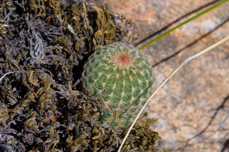 Rainbow Hedgehog Cactus photo 5