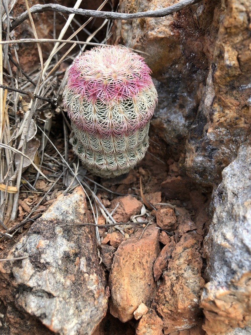 Rainbow Hedgehog Cactus photo 6