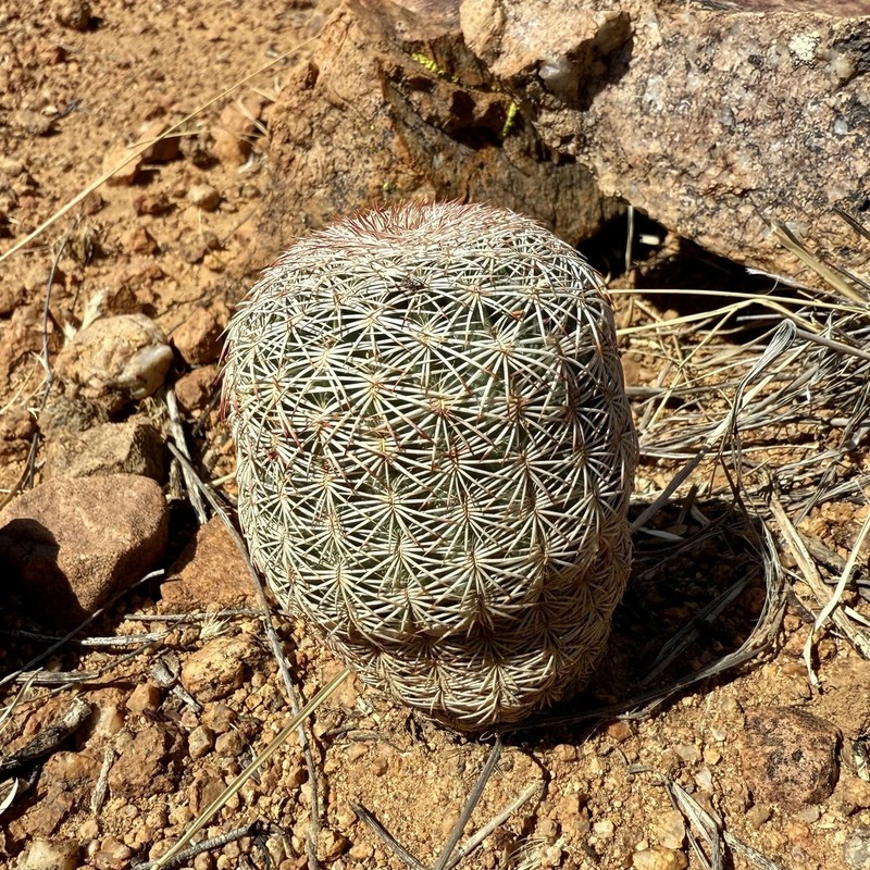 Rainbow Hedgehog Cactus photo 7