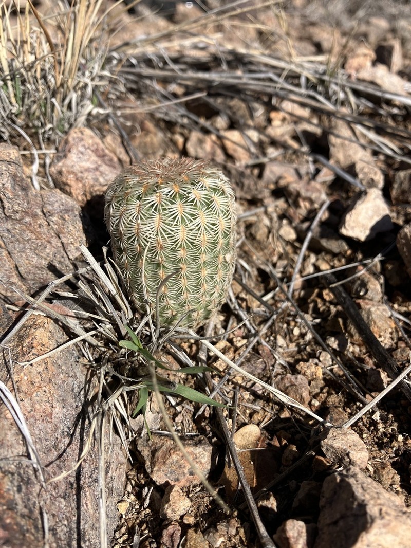 Rainbow Hedgehog Cactus photo 8