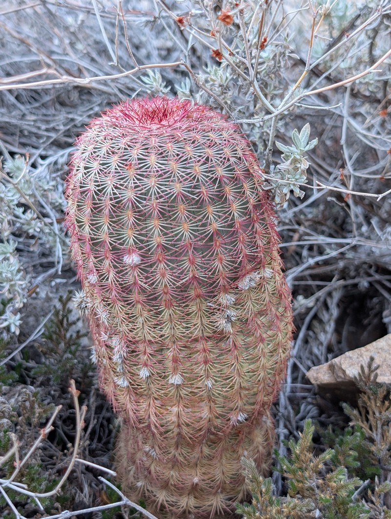 Echinocereus rigidissimus subsp. rigidissimus