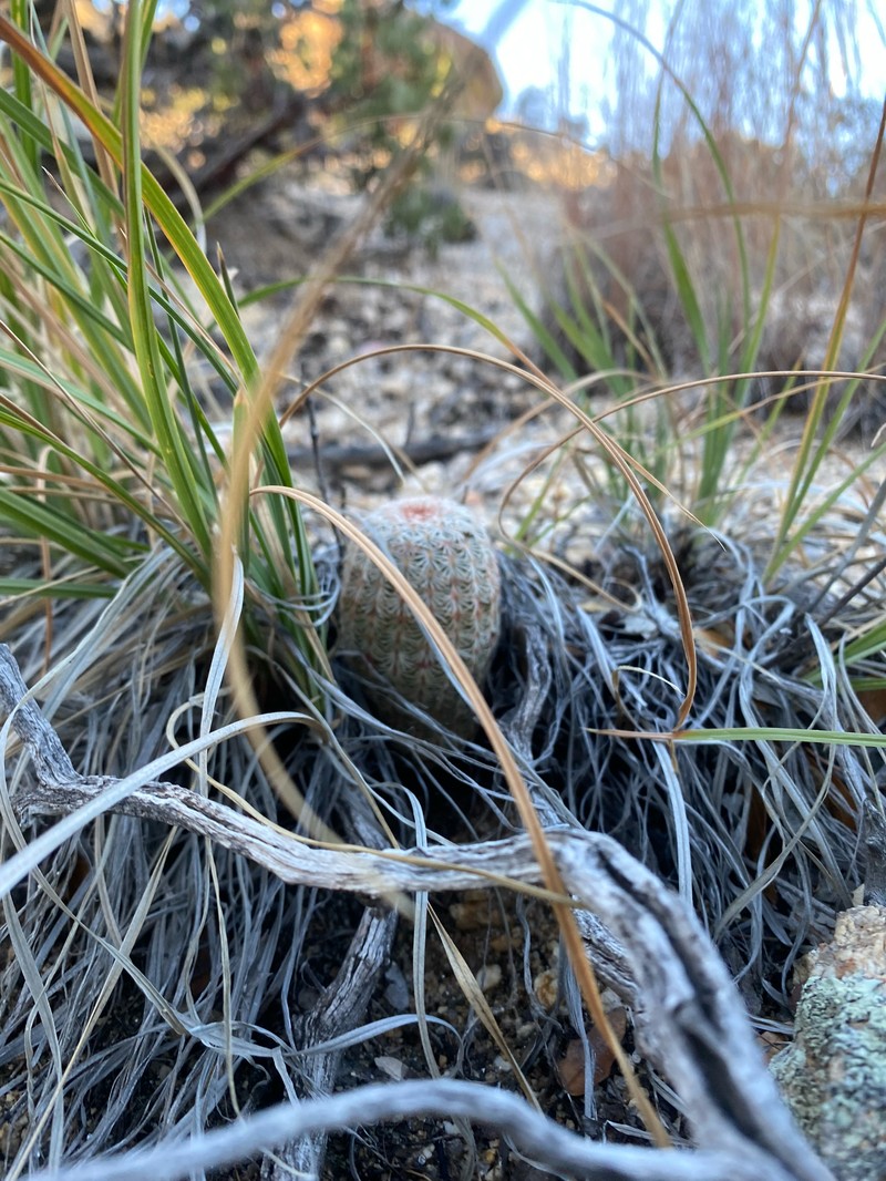 Echinocereus rigidissimus subsp. rigidissimus photo 2
