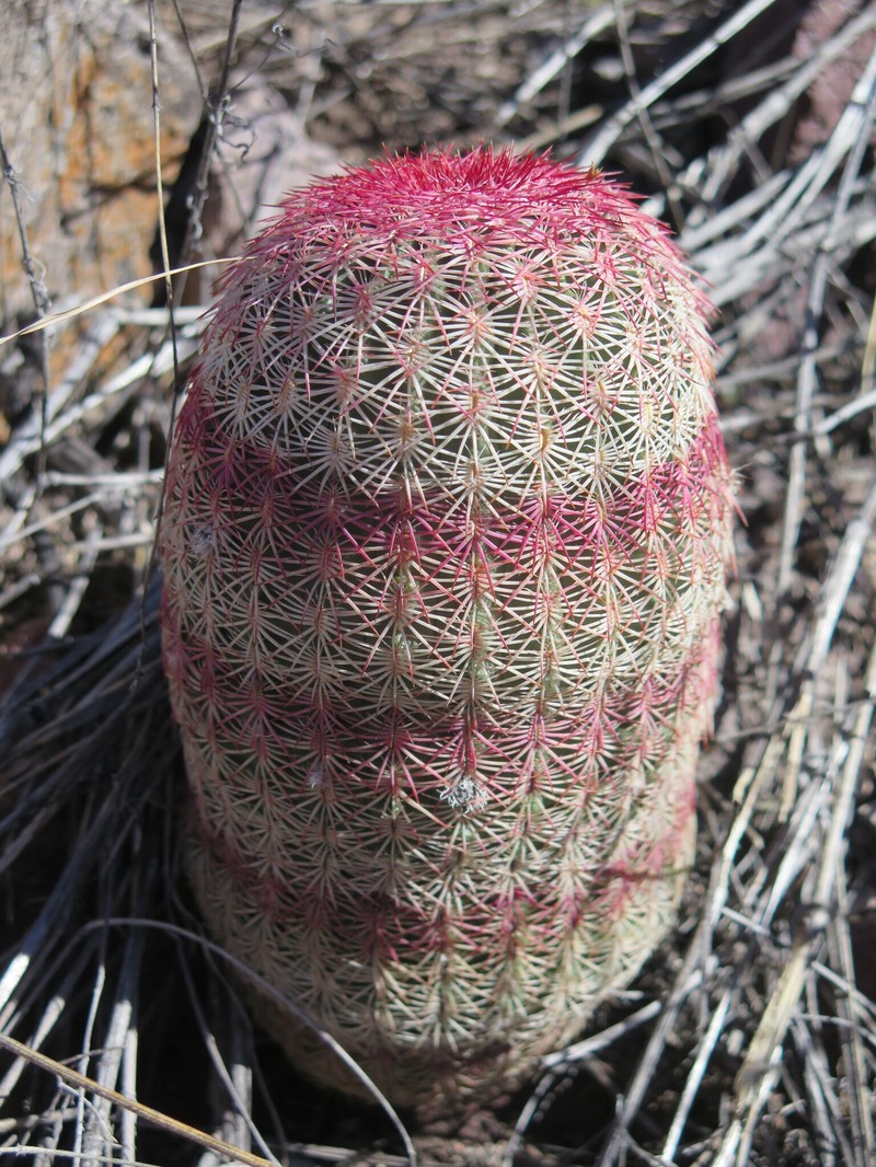 Echinocereus rigidissimus subsp. rigidissimus photo 4