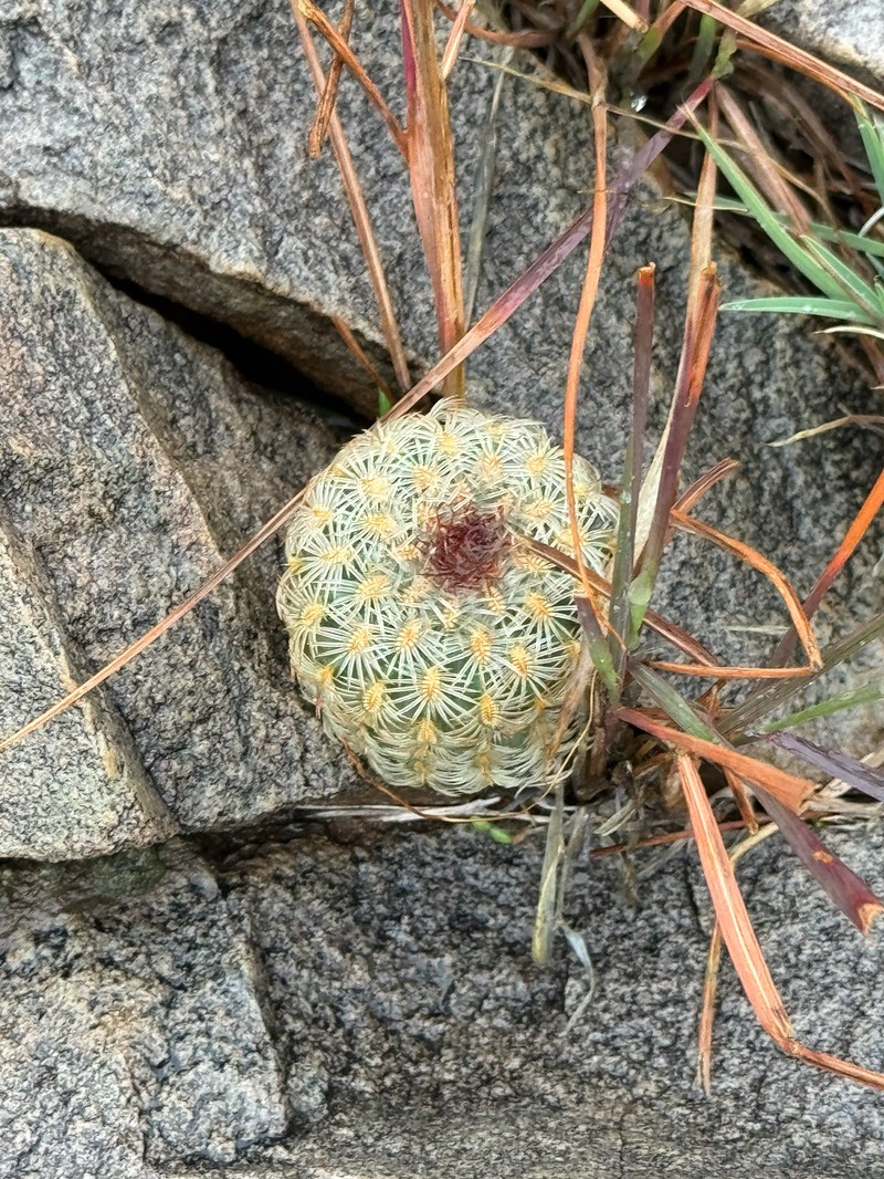 Echinocereus rigidissimus subsp. rigidissimus photo 5