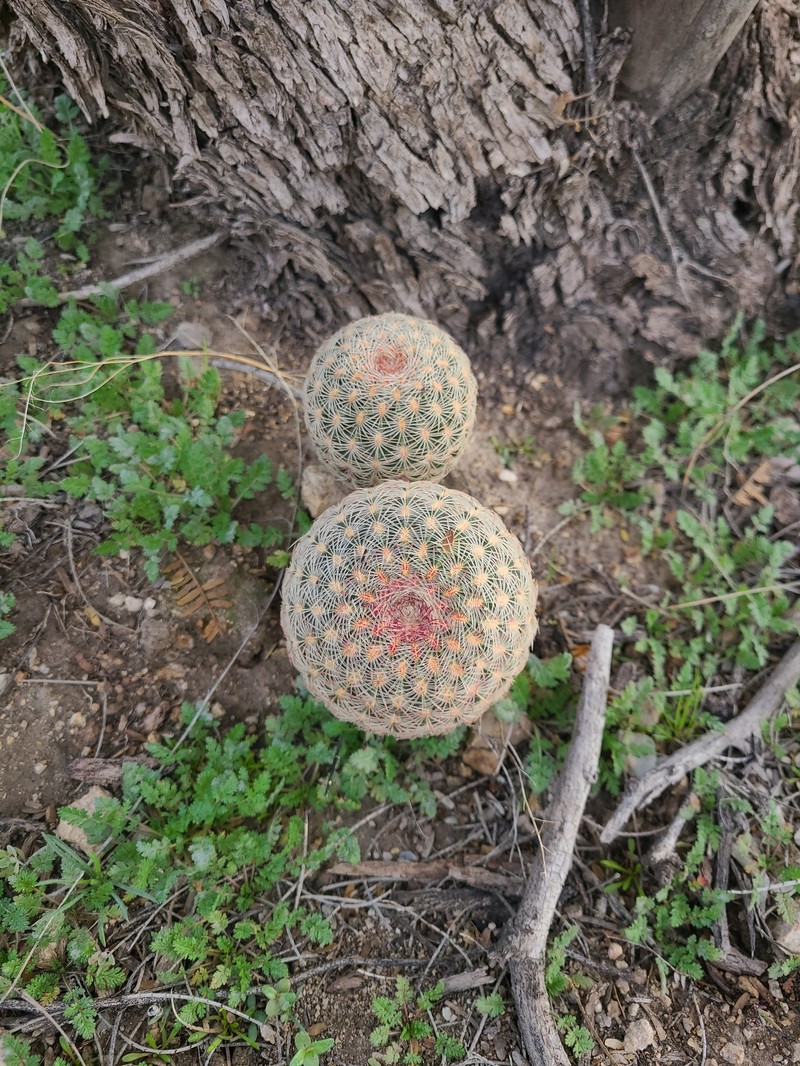 Echinocereus rigidissimus subsp. rigidissimus photo 6