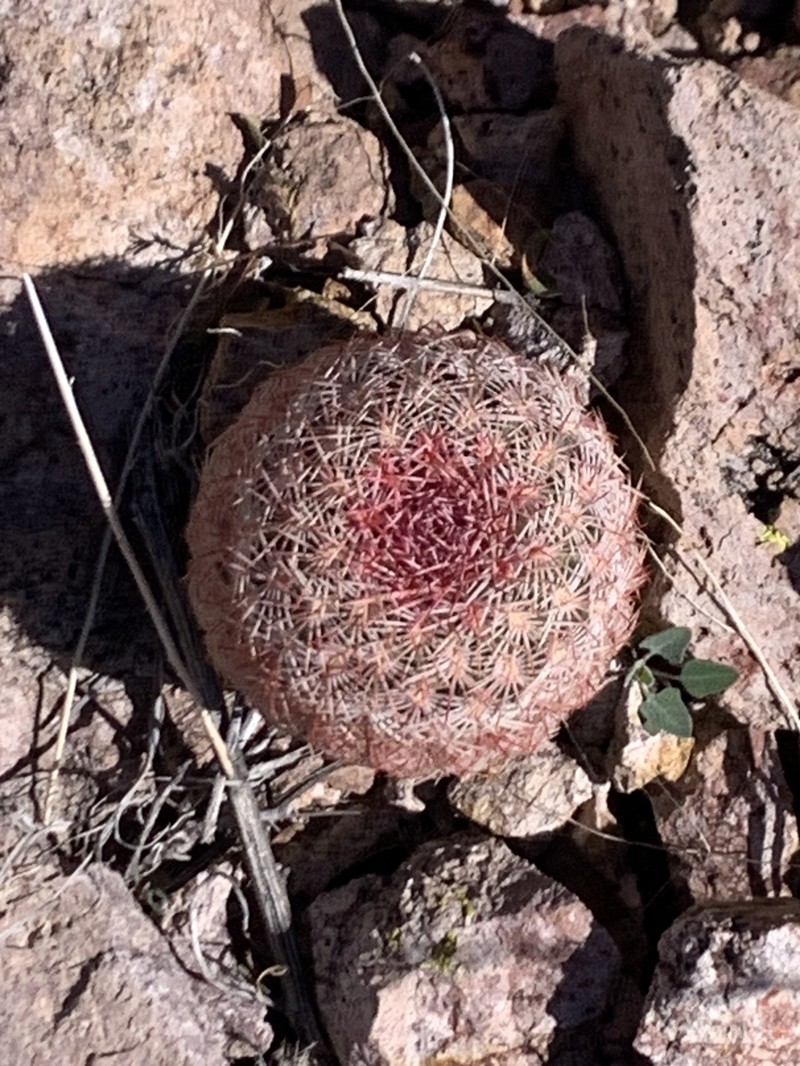 Echinocereus rigidissimus subsp. rigidissimus photo 8