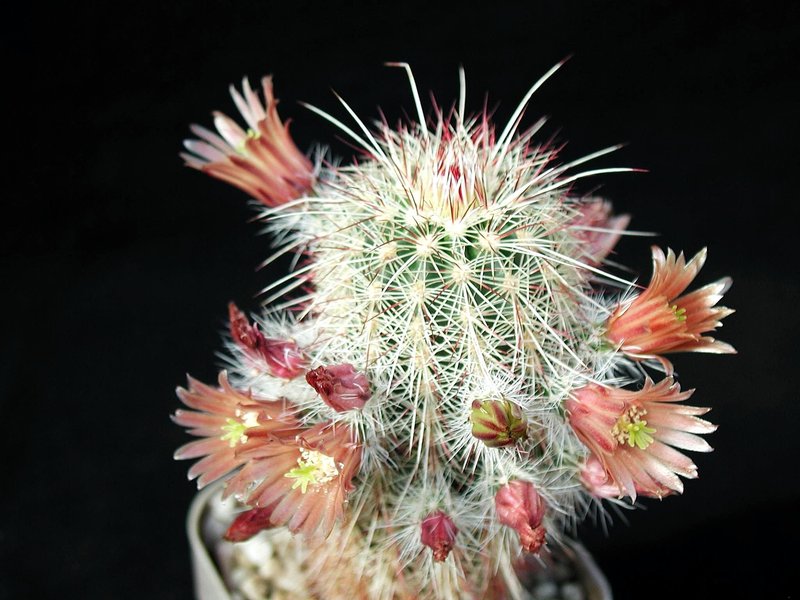 Brownspine Hedgehog Cactus
