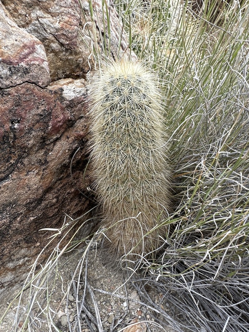 Brownspine Hedgehog Cactus