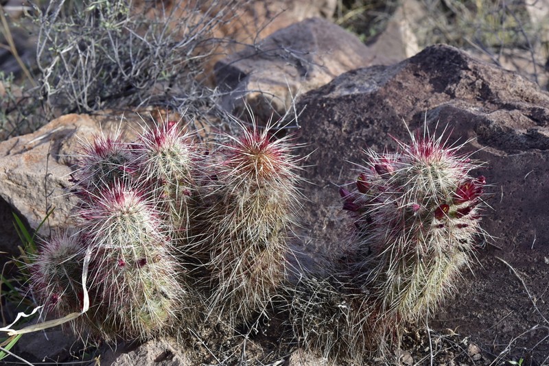Brownspine Hedgehog Cactus photo 2