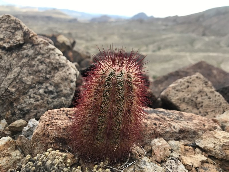 Brownspine Hedgehog Cactus photo 3