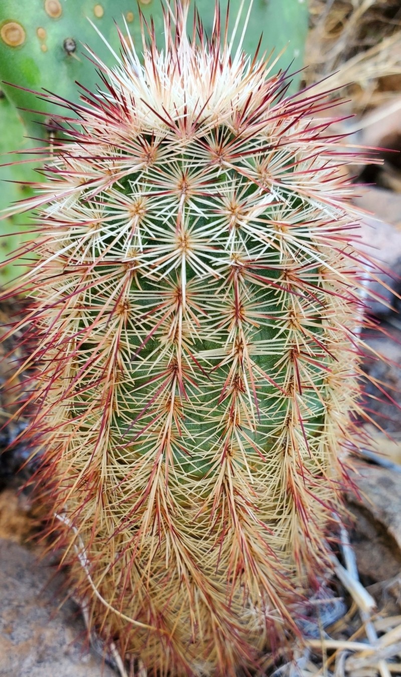 Brownspine Hedgehog Cactus photo 4