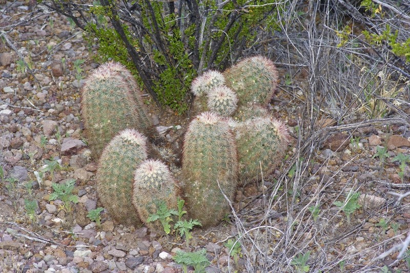 Brownspine Hedgehog Cactus photo 5