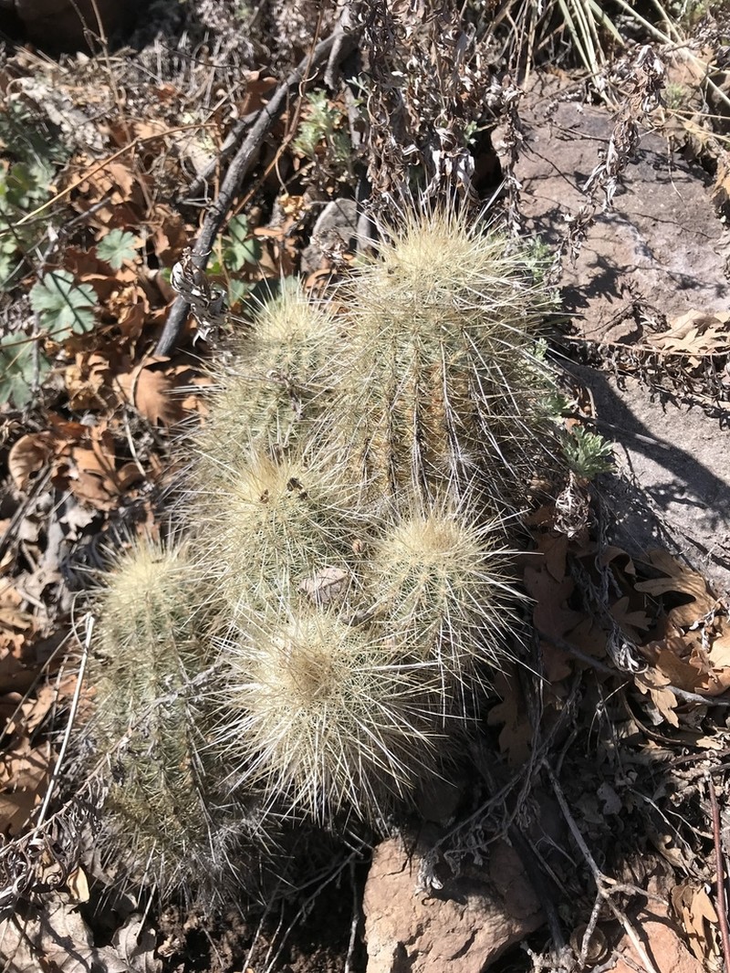 Brownspine Hedgehog Cactus photo 6