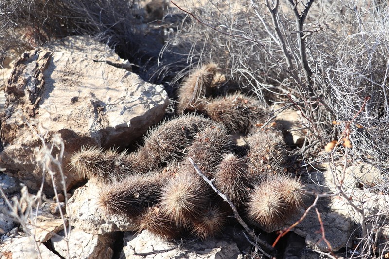 Brownspine Hedgehog Cactus photo 7