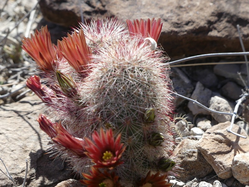 Brownspine Hedgehog Cactus photo 8