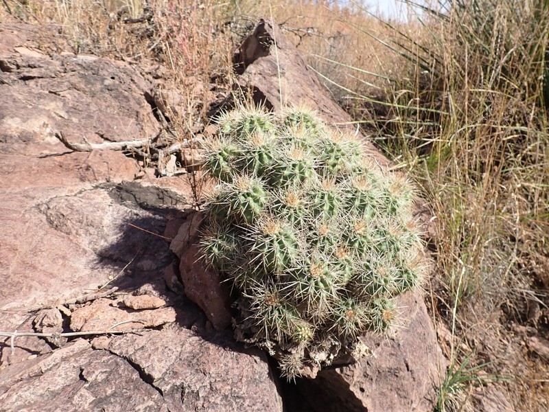Echinocereus santaritensis