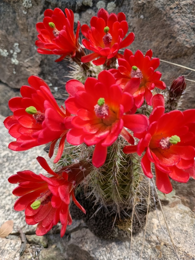 Echinocereus santaritensis photo 2