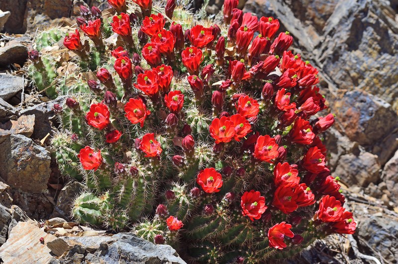 Echinocereus santaritensis photo 3