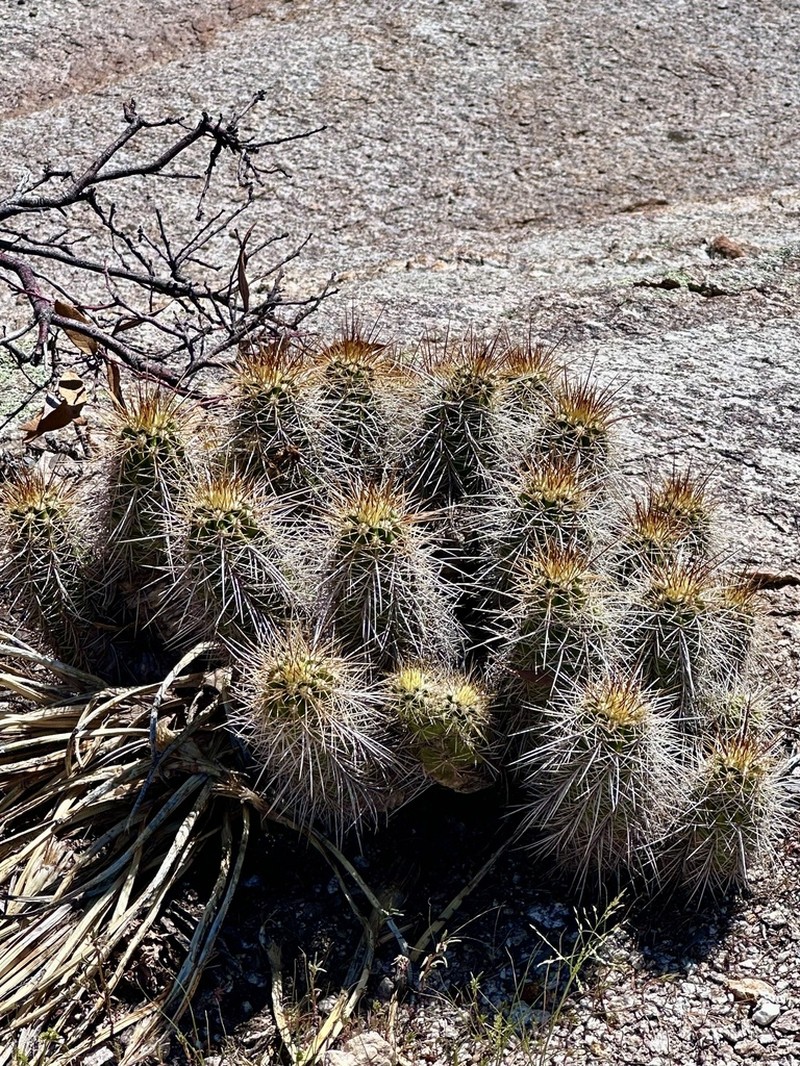 Echinocereus santaritensis photo 4