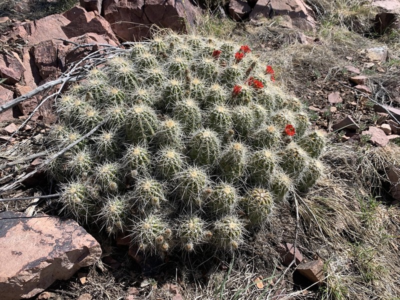Echinocereus santaritensis photo 5